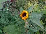 Image: First Sunflower